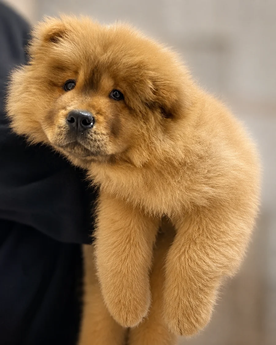 Yavru köpek