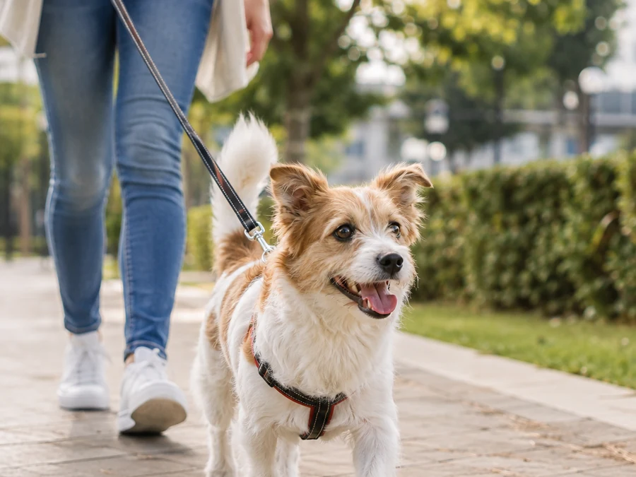 Tasmasıyla parkta gezdirilen köpek